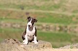 BULL TERRIER 006